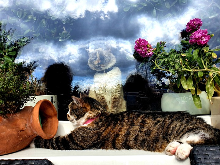 cat