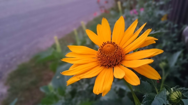 Flower