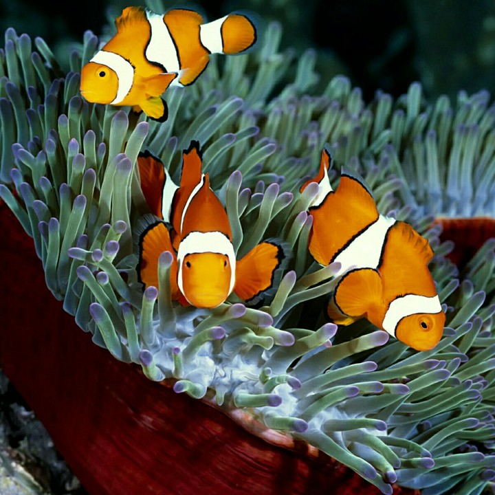 coral reef
