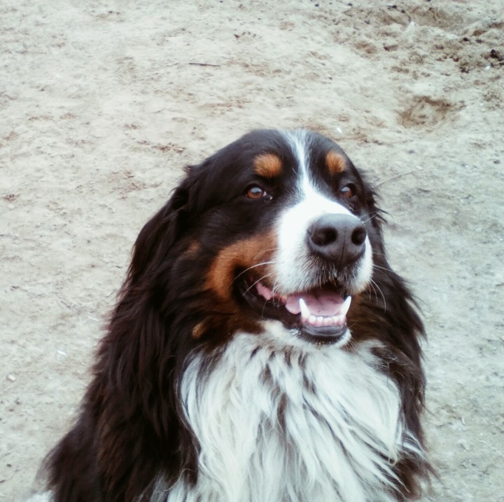 berni