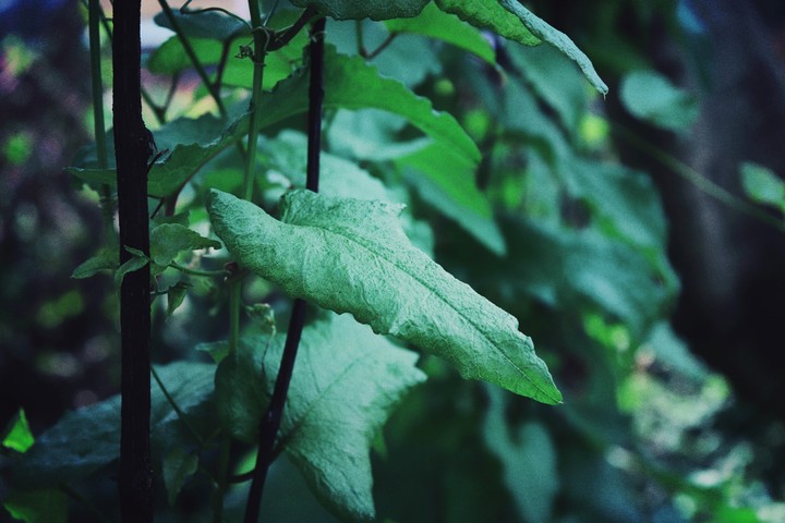 green leaf