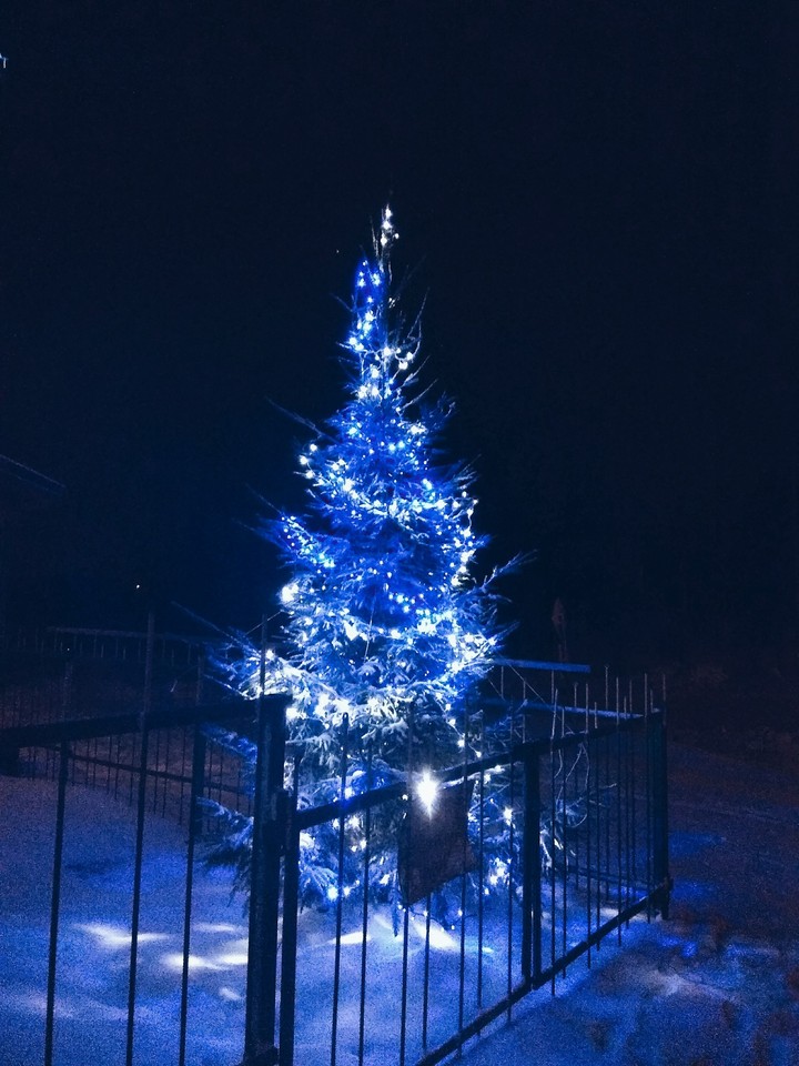 елка