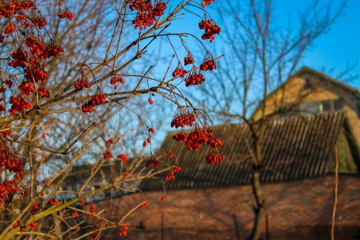 guelder rose