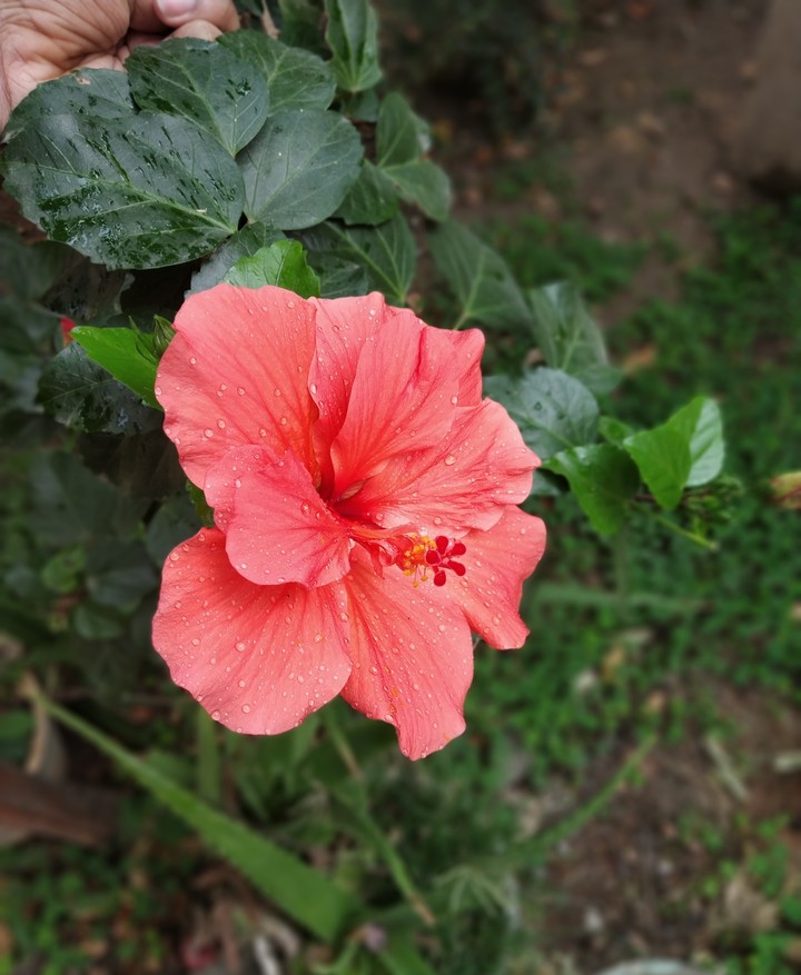 #flower #red #love#dew