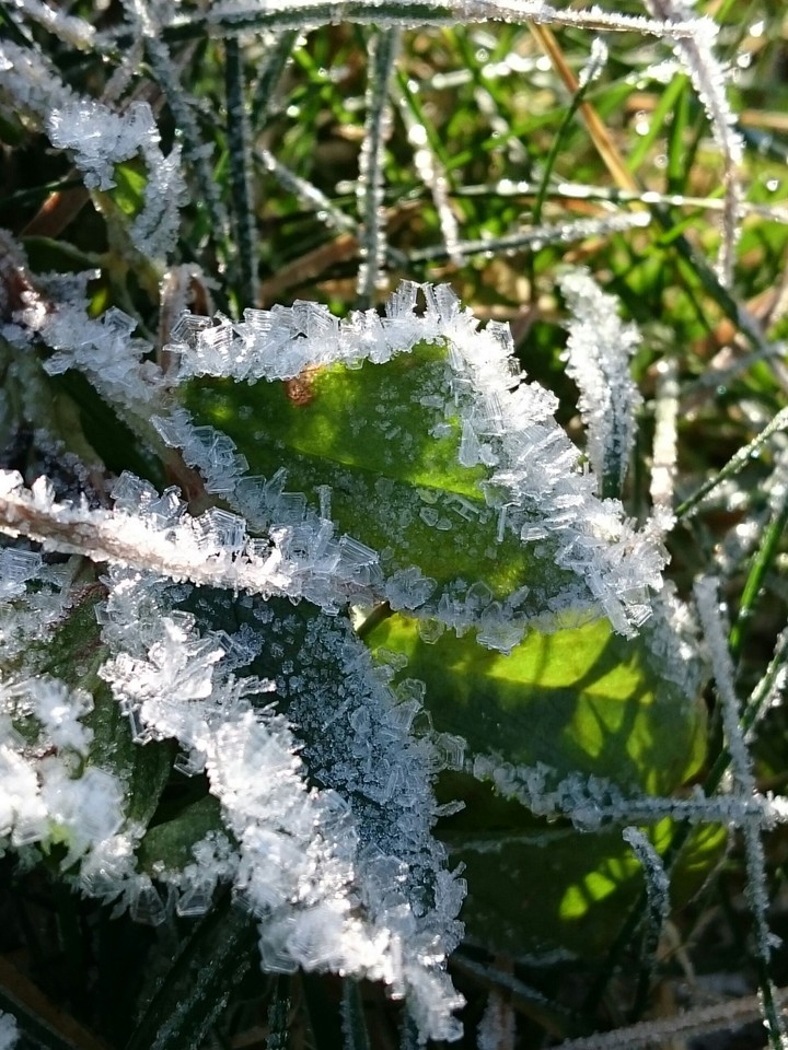 Blätter mit Eisrand
