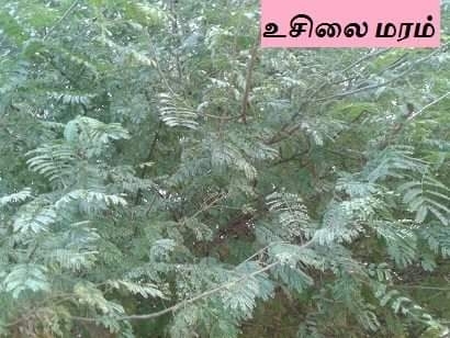 உசிலை மரம்