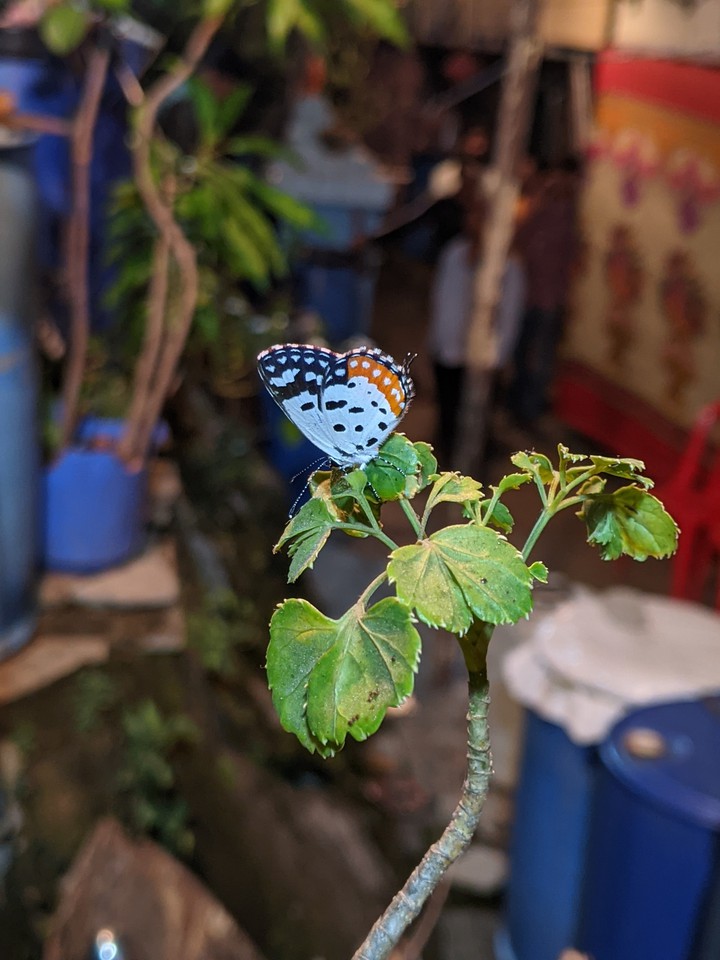 Butterfly