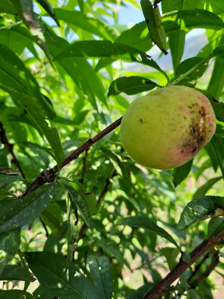 Peach