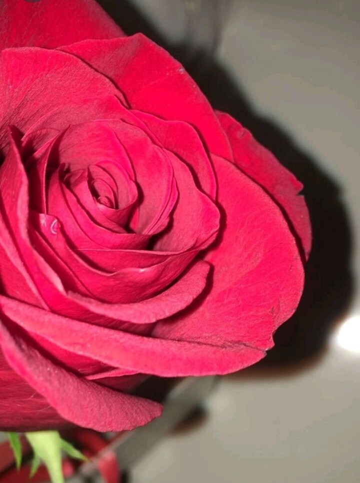 rose