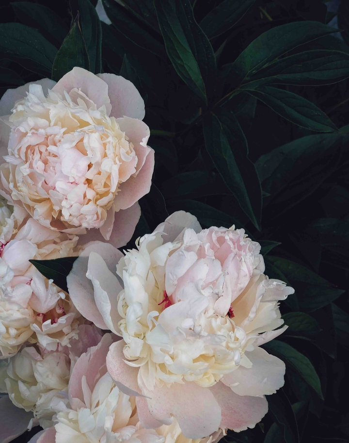 Peonies