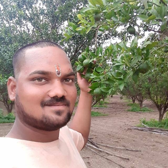 orange tree