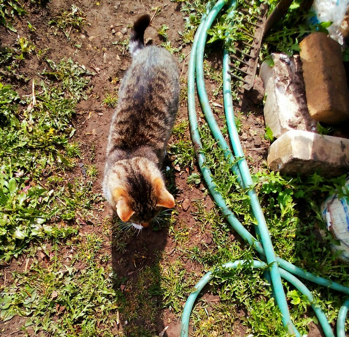 Cat