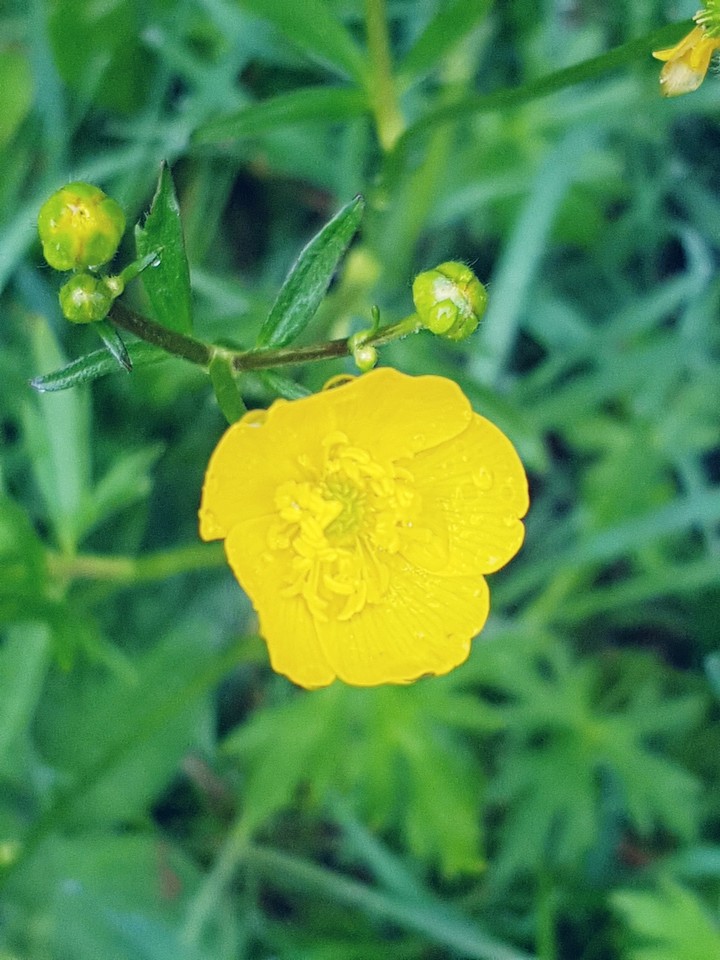little Yellow Butterflower