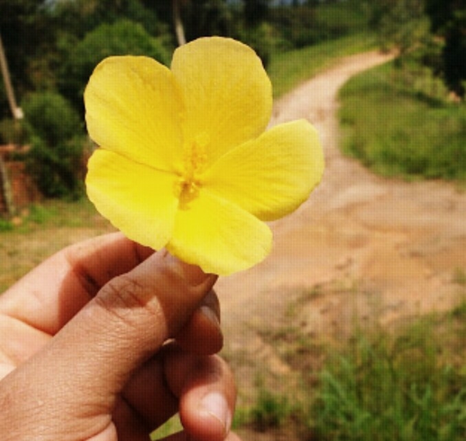 flor do campo