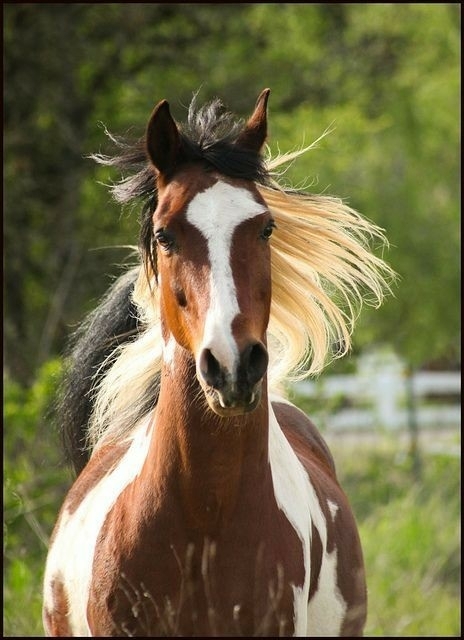 All The Pretty Horses 13