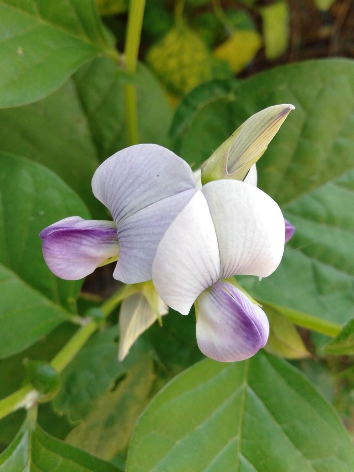 #flower