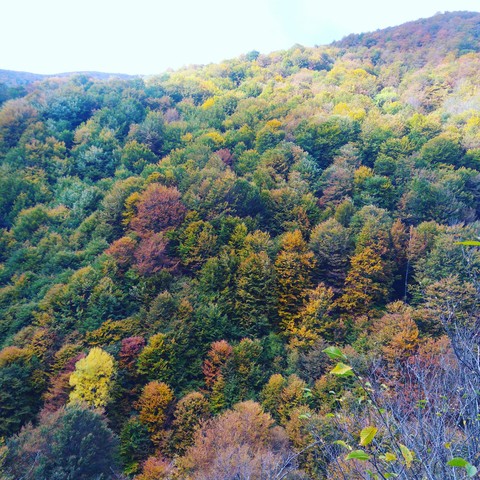 Colours of autumn