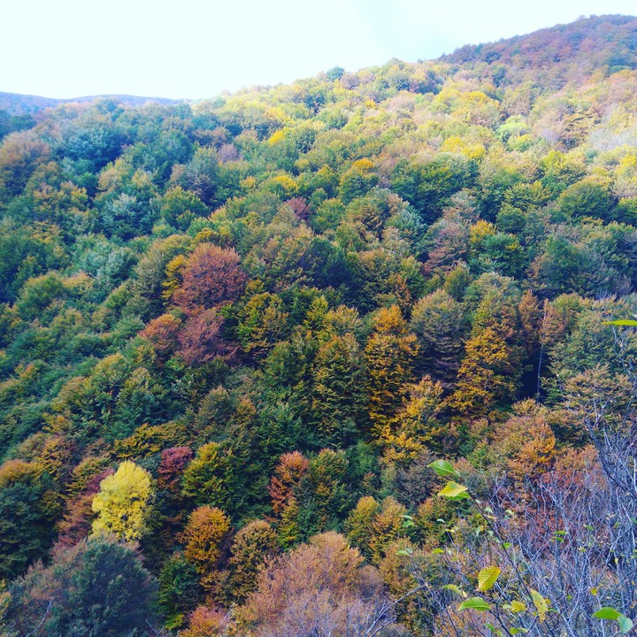 Colours of autumn