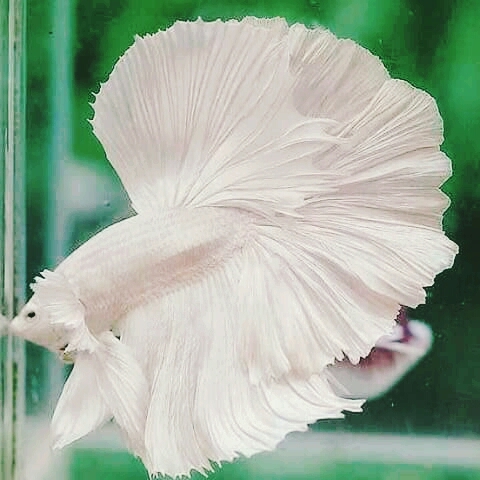 White Beautiful Fish
