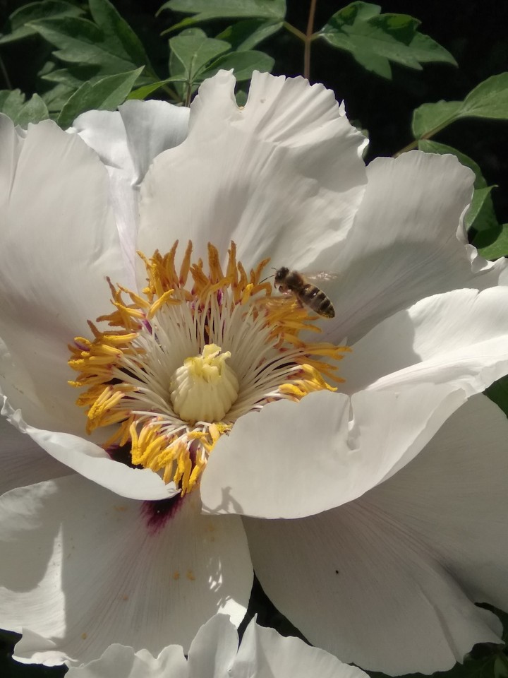 a bee and a flower