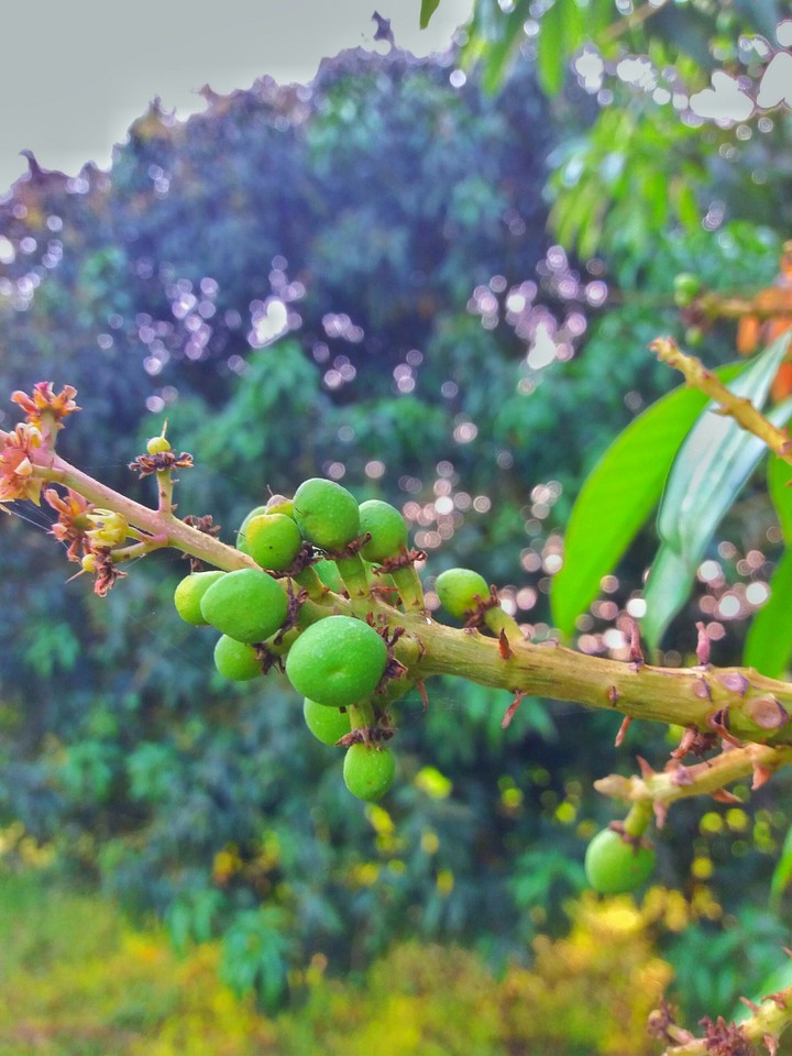 Mangoes