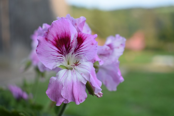 The Blooming Spring
