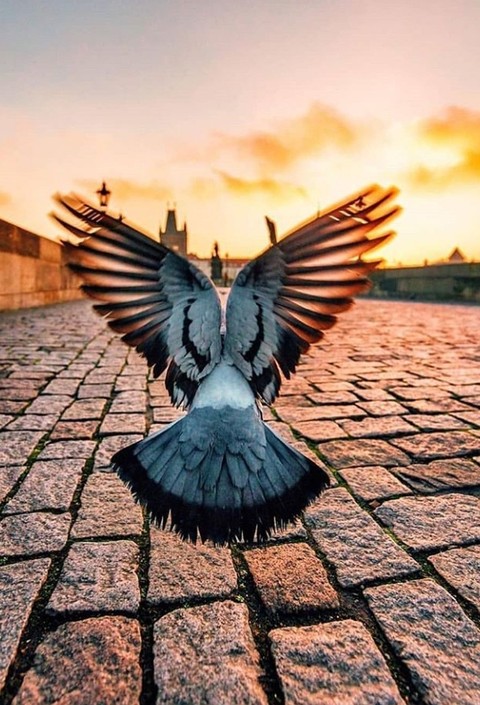 רקעים wing, sunset