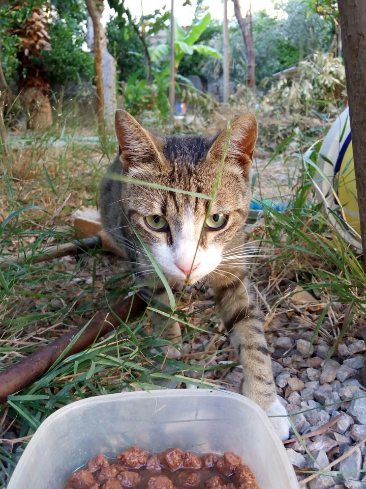 cat food