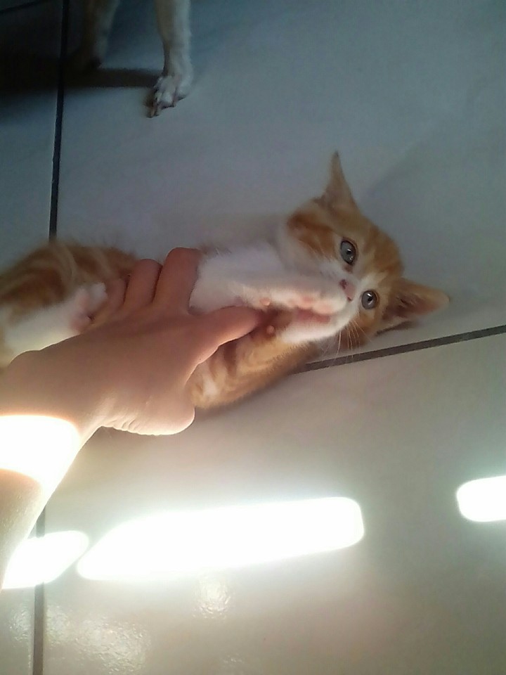 chaton