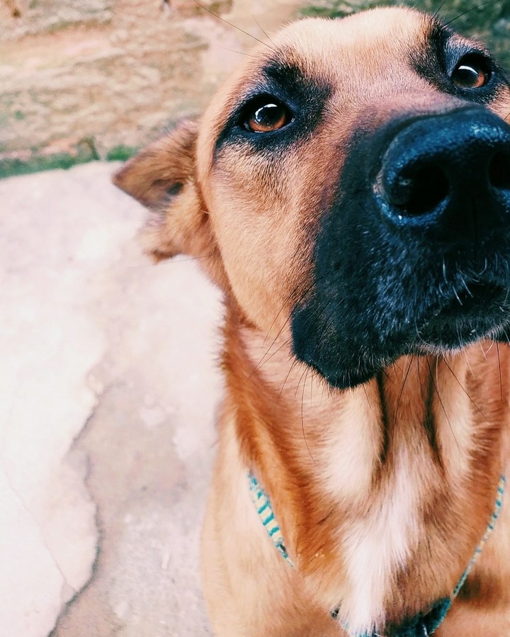 meu cachorrinho