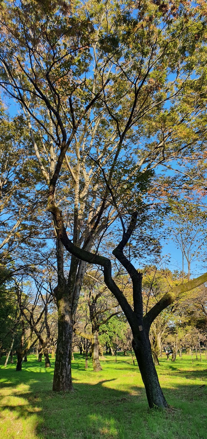 Autumn Tree