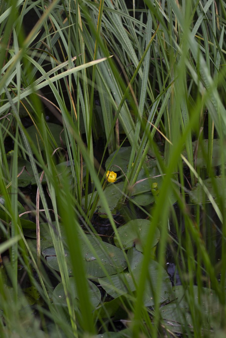 water flowers