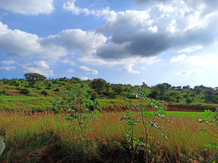 Landscape
