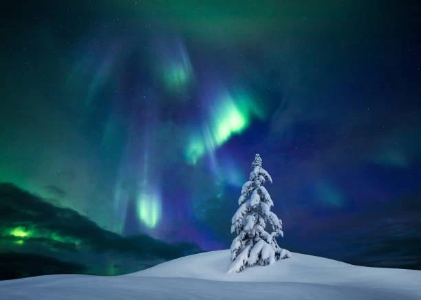aurora borealis and snow-covered tree