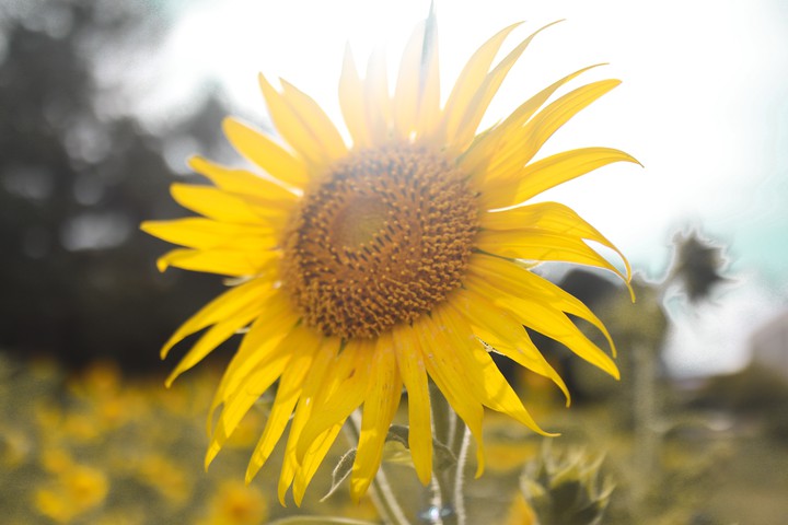 Macrophotography