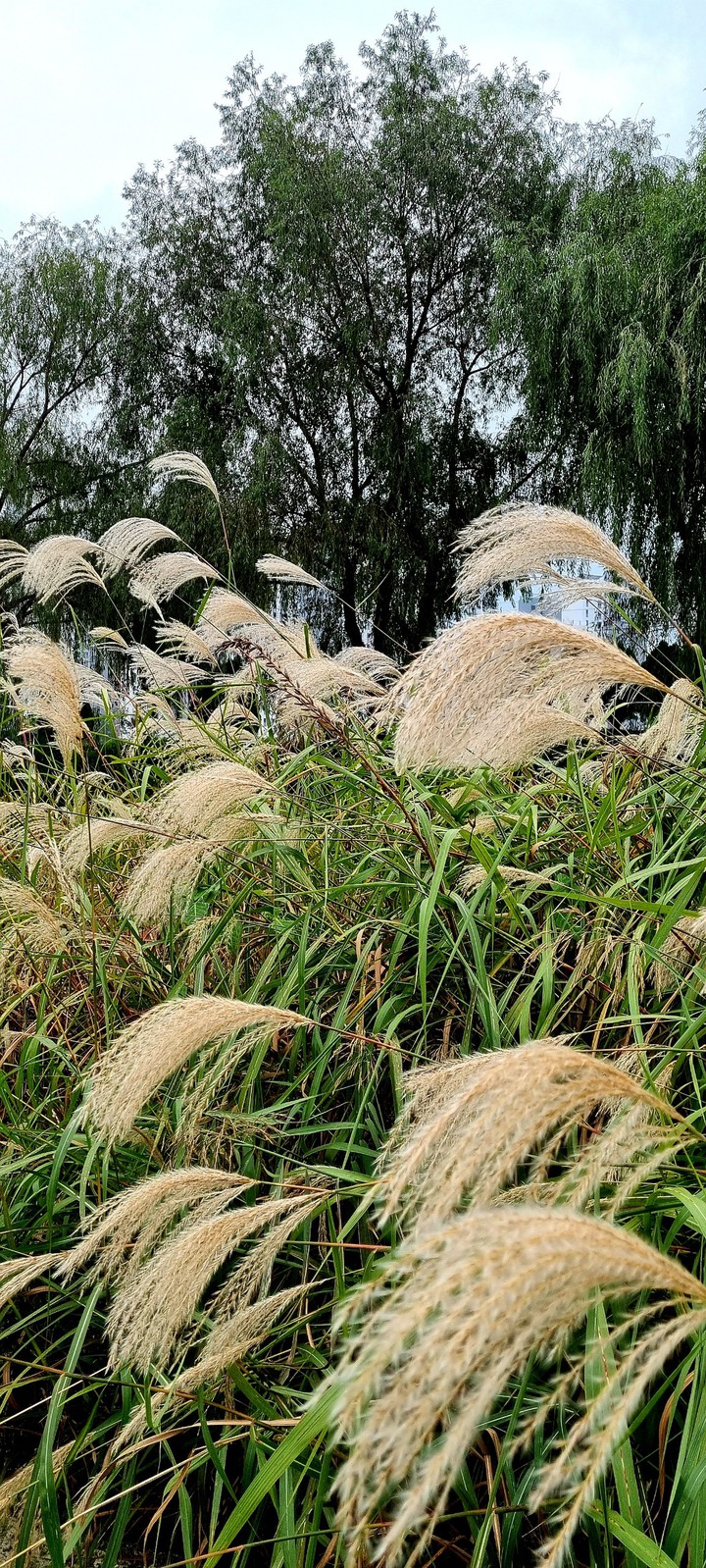 억새