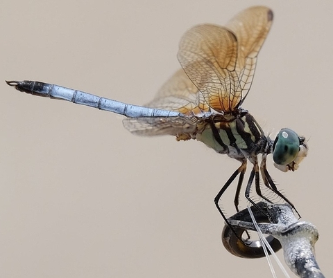 sfondi odonata, Close-up