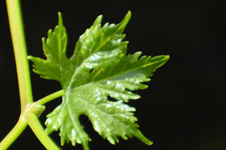 grape leaf