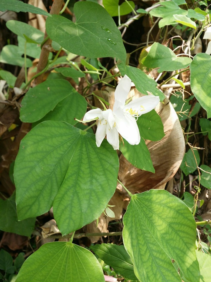 Bauhinia acuminata
