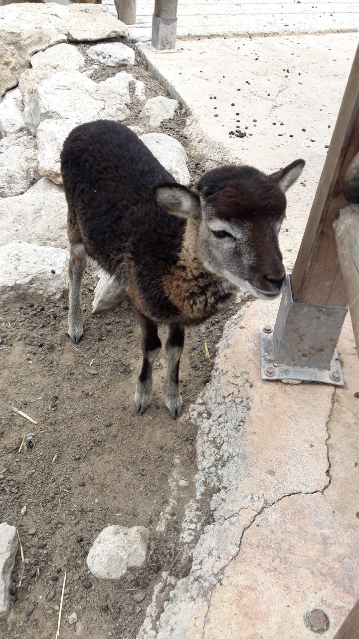 Zoo, Benidorm, Spain