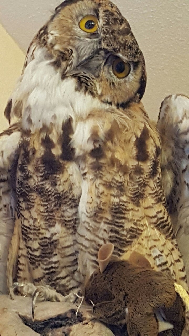 owl