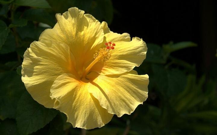 Hibiscus
