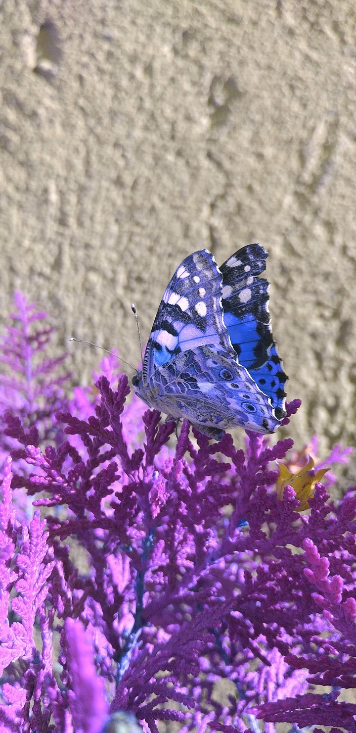 butterfly+