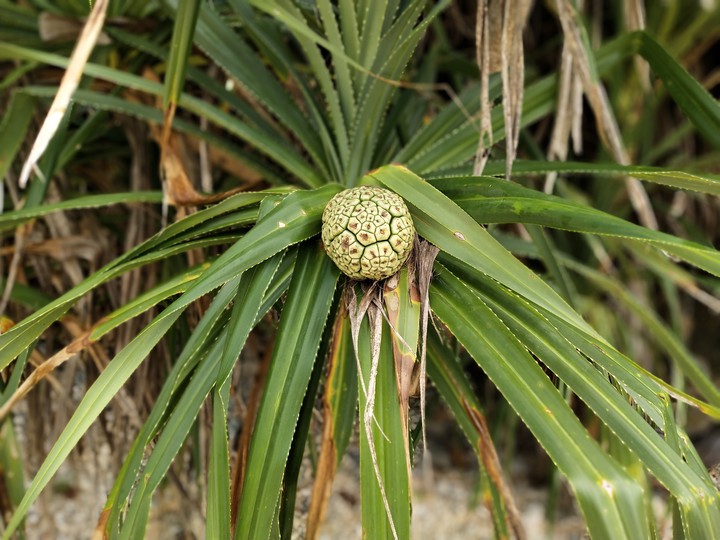 Shrub