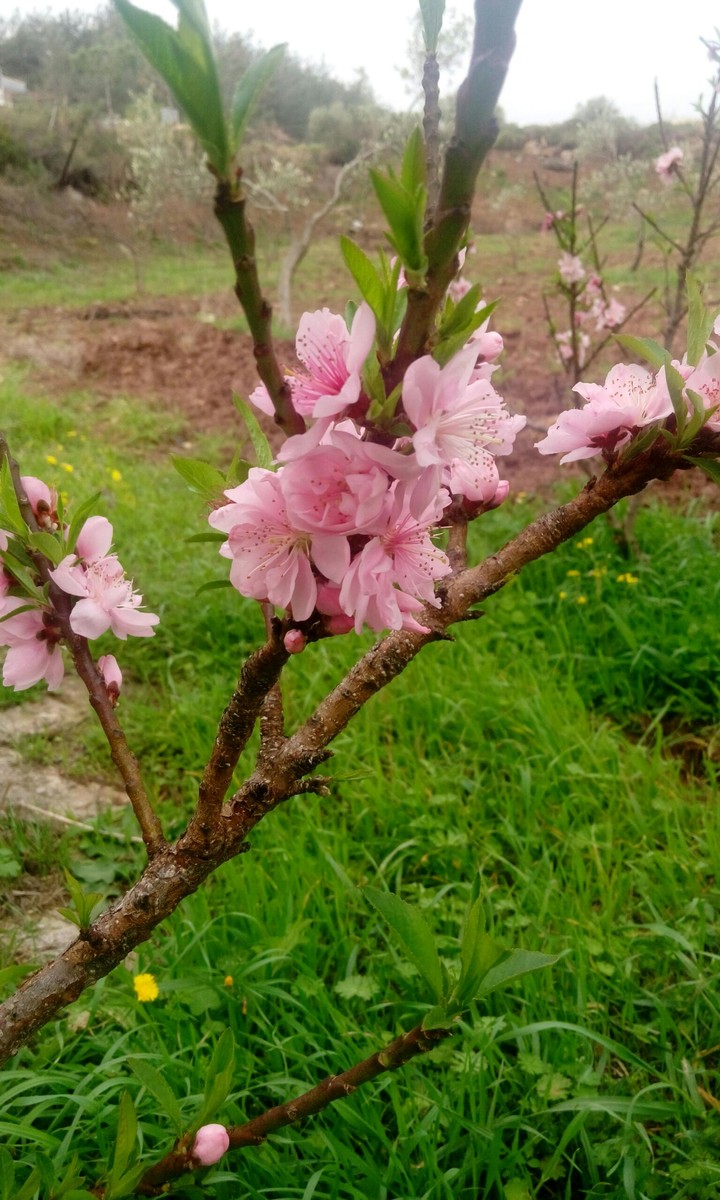spring