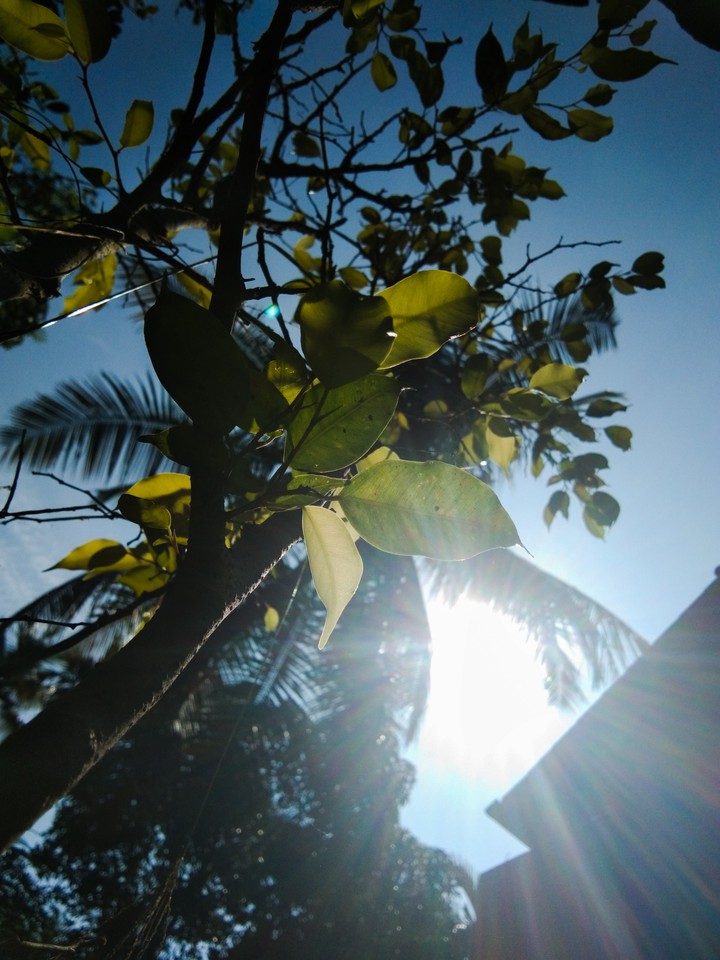 sun ray