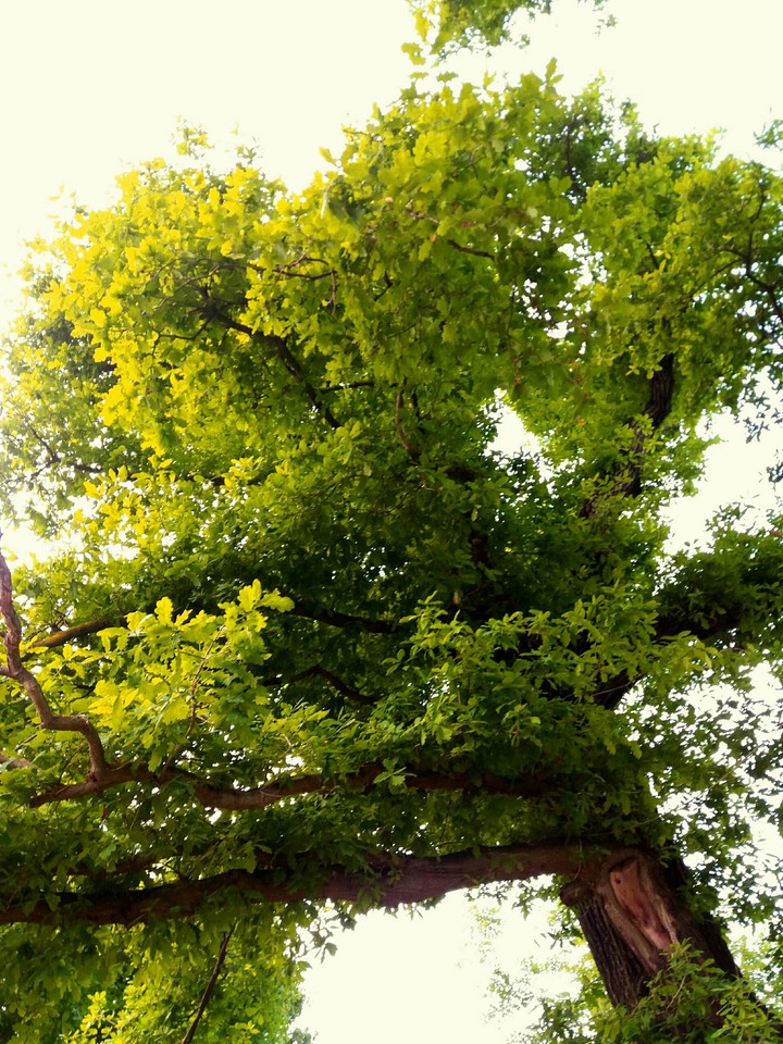 taken in my back garden
