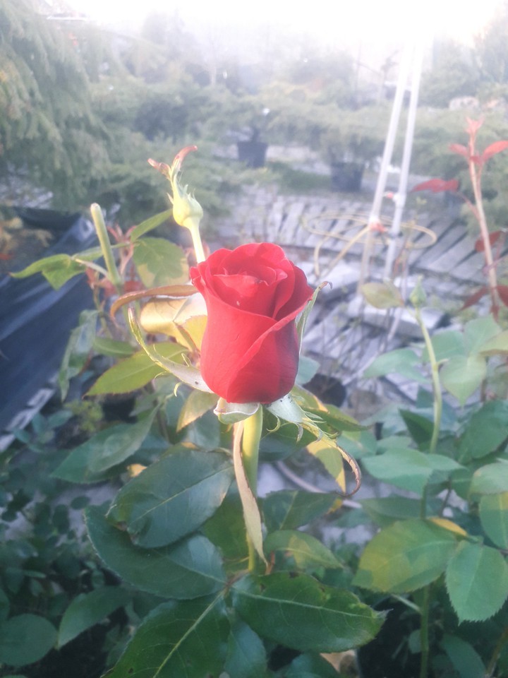 rose