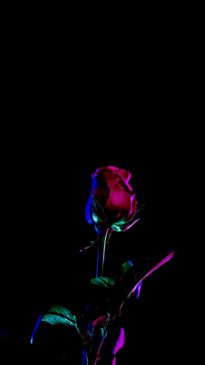 Dark Rose