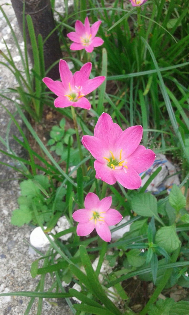 Flower
